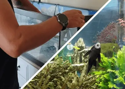 Limpeza de Aquários